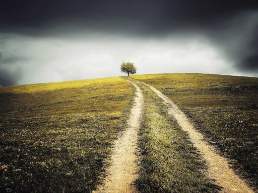 Landscape image with single tree and leading path.